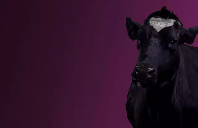 Black Cowdays bij Youfone! -50% op alles!